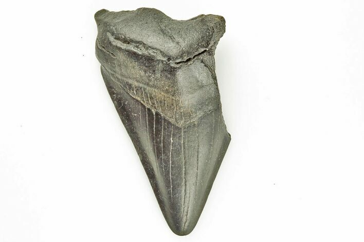 Bargain, Fossil Megalodon Tooth #194087